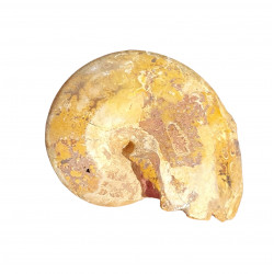 phylloceras sp.