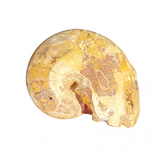 phylloceras sp.