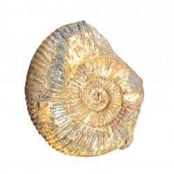 dactylioceras commune