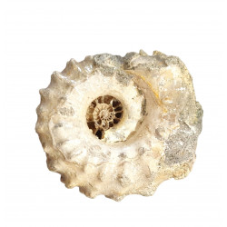 Douvilleiceras mammilatum