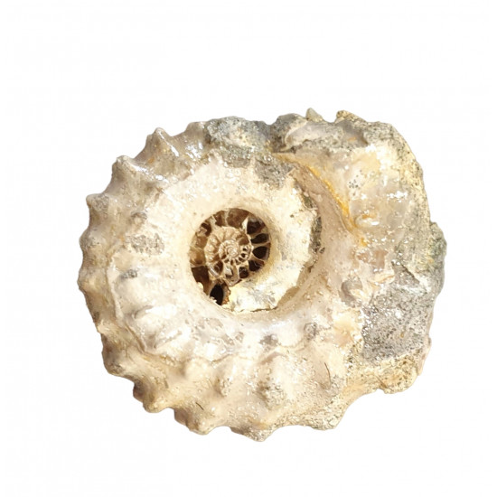 Douvilleiceras mammilatum