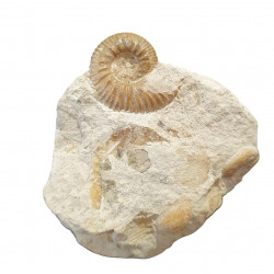 stephanoceras sp.