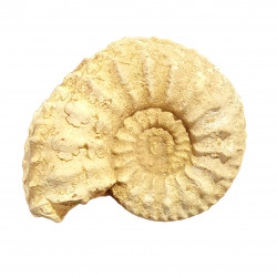 cardioceras cordatum