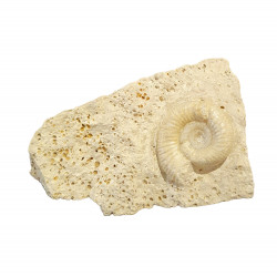 choffatia sp.
