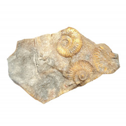 dactylioceras commune