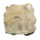 Acrodus gaillardoti