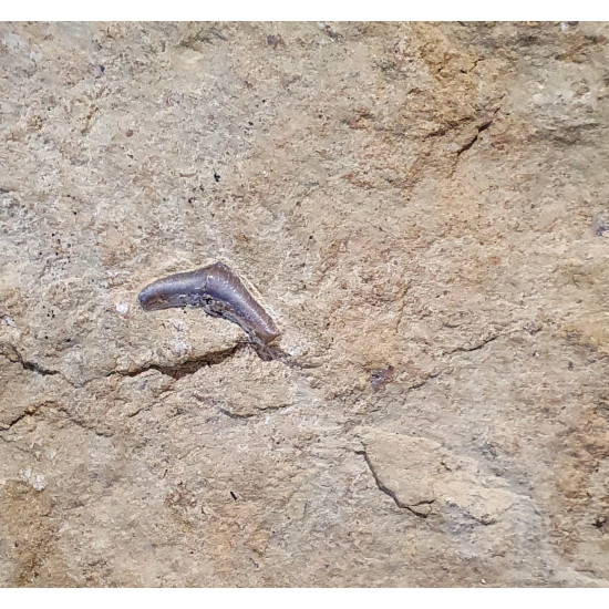 Acrodus gaillardoti