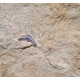 Acrodus gaillardoti