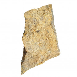 Paleobates angustissimus
