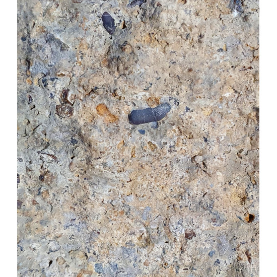 Paleobates angustissimus
