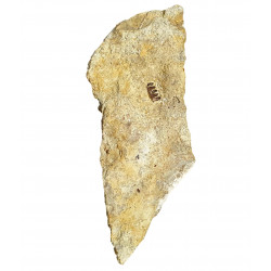 unidentified fish