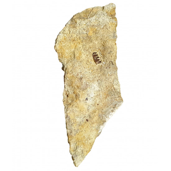 unidentified fish
