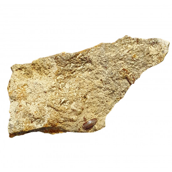 Acrodus lateralis