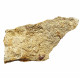 Acrodus lateralis