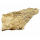 Acrodus lateralis