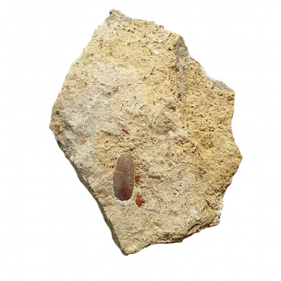 Acrodus lateralis