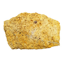 Acrodus lateralis