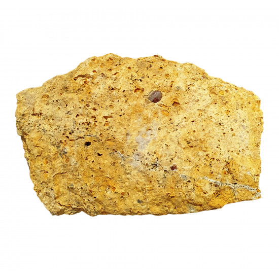 Acrodus lateralis