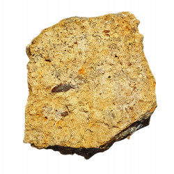 Acrodus lateralis