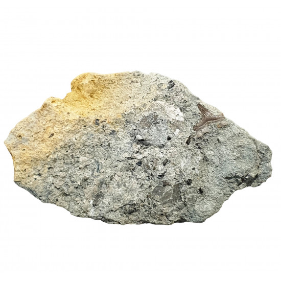 Hybodus grossiconus