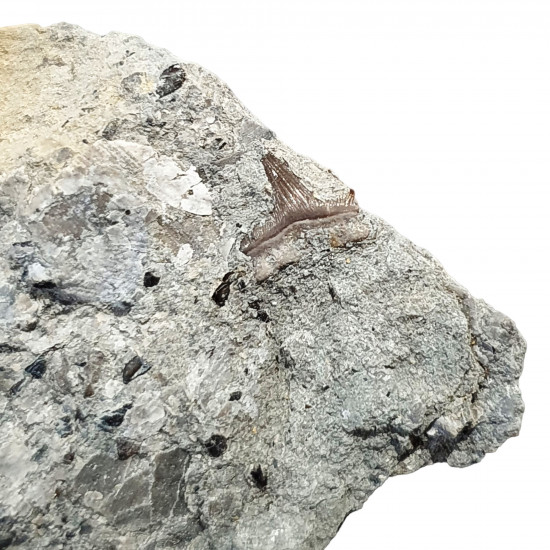 Hybodus grossiconus