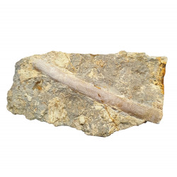 Nothosaurus mirabilis (rib)