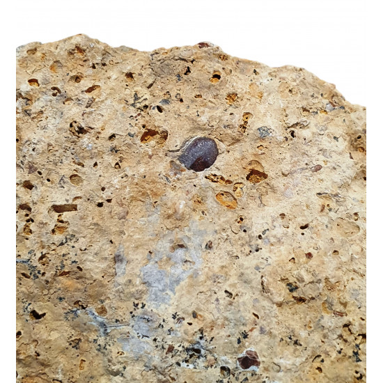 Acrodus lateralis