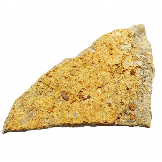 Acrodus lateralis