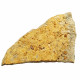 Acrodus lateralis