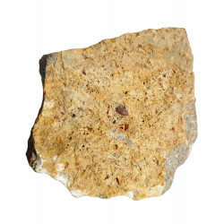 Acrodus lateralis