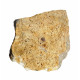 Acrodus lateralis
