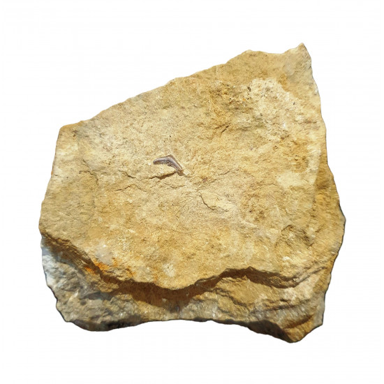 Acrodus gaillardoti