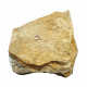 Acrodus gaillardoti