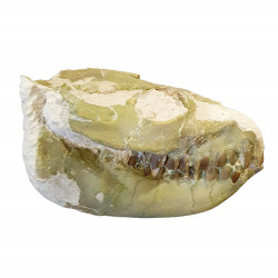 Leptauchenia decora (skull)