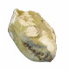 Leptauchenia decora (skull)