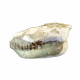 Leptauchenia decora (skull)