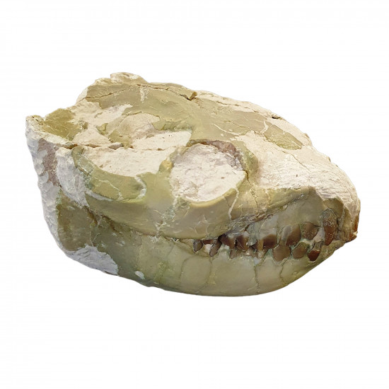 Leptauchenia decora (skull)