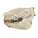 Merycoidodon culbertsoni (skull)