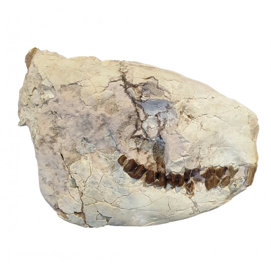 Merycoidodon culbertsoni (skull)