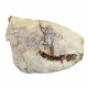 Merycoidodon culbertsoni (skull)