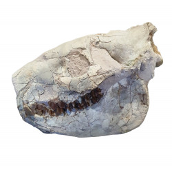 Merycoidodon culbertsoni (skull)