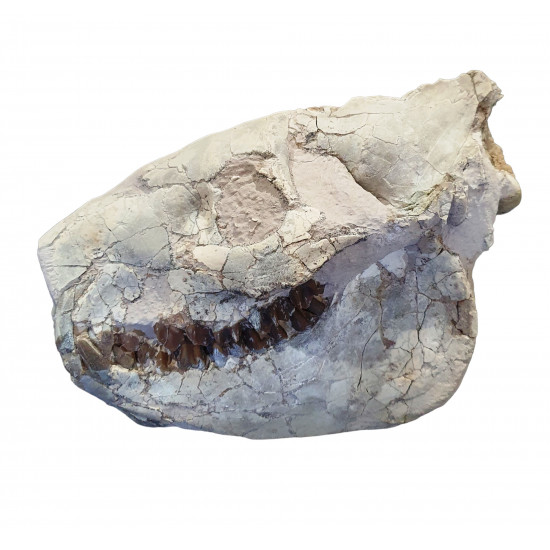Merycoidodon culbertsoni (skull)