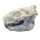 Merycoidodon culbertsoni (skull)