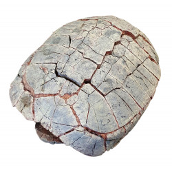 stylemys nebrascensis (turtle)