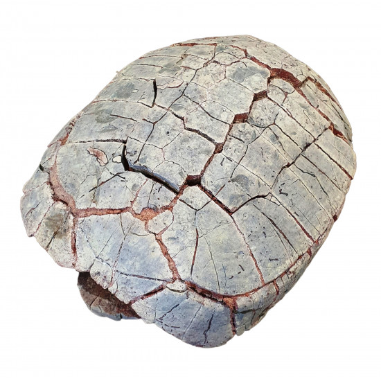 stylemys nebrascensis (turtle)