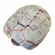 stylemys nebrascensis (turtle)