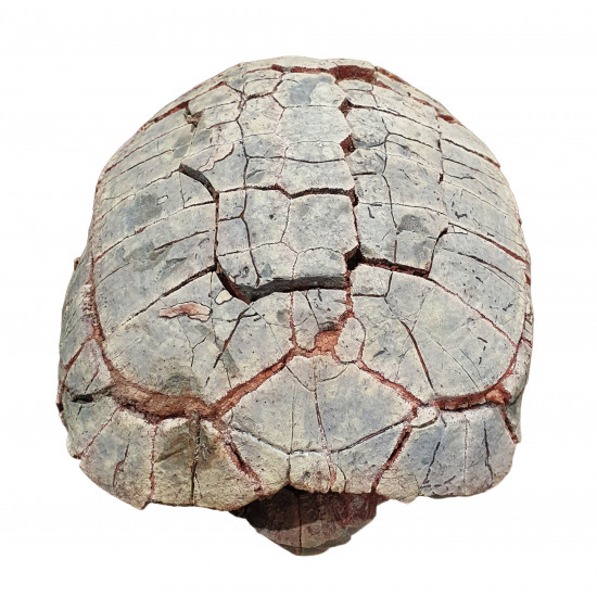 stylemys nebrascensis (turtle)