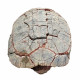 stylemys nebrascensis (turtle)