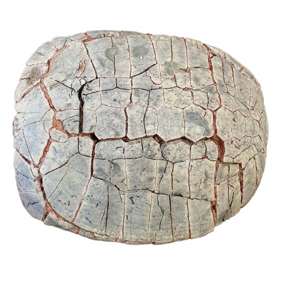 stylemys nebrascensis (turtle)