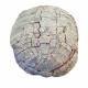 stylemys nebrascensis (turtle)